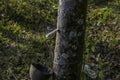 Rubber elastic latex extracted from Rubber tree Kerala Royalty Free Stock Photo