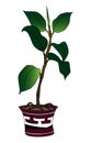 Rubber ficus in a pot with Greek ornament. Illustration