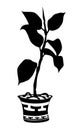 Rubber ficus in a pot with Greek ornament. Illustration