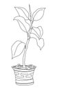 Rubber ficus in a pot with Greek ornament. Illustration