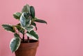 Rubber ficus of the tienete variety in a clay flower pot on a pink background.
