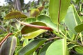 Rubber ficus, tree flower with large oval leaves, elastic