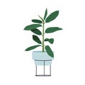 Rubber fig, green leaf plant in pot. Indian ficus growing in planter on stand. Modern tall houseplant. Home and office Royalty Free Stock Photo