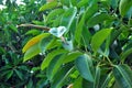 Rubber fig`s big smooth green leaf ficus benjamina