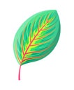 Rubber Fig Tree Leaf Tropical Vector Illustration