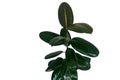 Rubber fig or rubber tree plant Ficus elastica with shiny dark green leaves popular indoors garden houseplant isolated on white Royalty Free Stock Photo