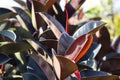 Rubber Fig Tropical Plants With Colorful Leaves Royalty Free Stock Photo