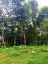 rubber forest filled with grass and bushes Royalty Free Stock Photo