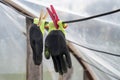 Rubber garden gloves hanging on line with clothespins in plastic polythene greenhouse Royalty Free Stock Photo