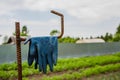 Rubber gloves hang on iron armature in the garden Royalty Free Stock Photo