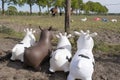 Rubber inflatable animal toys, are watching a herd of real horses and toy animals in the field. three white cows and one brown