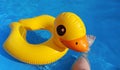 The rubber inflatable duck floats in the pool.