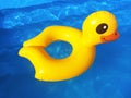 The rubber inflatable duck floats in the pool.