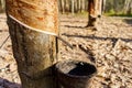 rubber latex dripping from tapped rubber tree Royalty Free Stock Photo