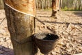 rubber latex dripping from tapped rubber tree Royalty Free Stock Photo
