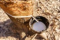 rubber latex dripping from tapped rubber tree Royalty Free Stock Photo