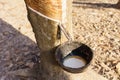 rubber latex dripping from tapped rubber tree Royalty Free Stock Photo