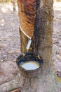 rubber latex dripping from tapped rubber tree Royalty Free Stock Photo