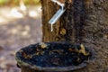 rubber latex dripping from tapped rubber tree Royalty Free Stock Photo