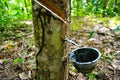Rubber latex production from rubber tree farm Royalty Free Stock Photo