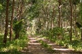 Rubber latex tree farm at Phuket, Thailand. Royalty Free Stock Photo