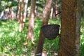 Rubber latex tree farm at Phuket, Thailand. Royalty Free Stock Photo