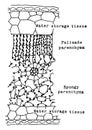 Rubber Leaf Cells vintage illustration