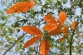 The rubber leaves on a twig have turned orange and are ready to fall in the upcoming dry season Royalty Free Stock Photo