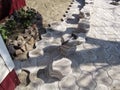 Rubber mallet lies on top of a pile of tiles while laying decorative paving slabs in the yard. The process of laying gray paving Royalty Free Stock Photo