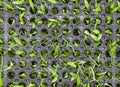 Rubber mat overlaid the grass Royalty Free Stock Photo