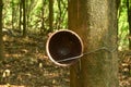 rubber or para wood tree with cup for tapping in morning on trunk in farm Royalty Free Stock Photo