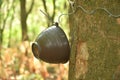 rubber or para wood tree with cup for tapping in morning on trunk in farm Royalty Free Stock Photo