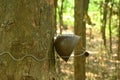 rubber or para wood tree with cup for tapping in morning on trunk in farm Royalty Free Stock Photo