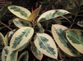 Rubber Plant with Beautiful Leaves