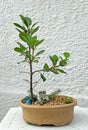 Rubber plant Bonsai Royalty Free Stock Photo