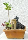 Rubber plant Bonsai Royalty Free Stock Photo