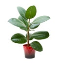 Rubber plant (ficus)