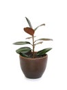 Rubber plant ficus elastic plant in brown clay pot isolated on white background. Modern house plants. Image with Clipping path Royalty Free Stock Photo