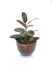 Rubber plant ficus elastic plant in brown clay pot isolated on white background. Modern house plants. Image with Clipping path Royalty Free Stock Photo