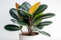 Rubber Plant Ficus Elastica In A White Pot On A White Background. Generative AI