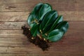 Rubber plant leaves With branches A number of them are being propagated. Royalty Free Stock Photo