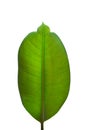 Rubber plant leaves on white background