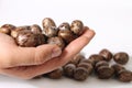 Rubber Plant Seeds