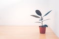 Rubber plant tree (ficus elastica) in pot for home decoration placed on corner of the room that is wooden floor