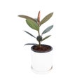 Rubber Plant on white pot isolated white background. Air purification trees Potted plants Home interior Royalty Free Stock Photo