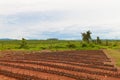 Rubber plantation