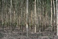 Rubber Plantation