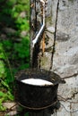 Rubber Plantation