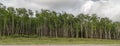 Rubber plantation as seen on the way to Yamoussoukro Ivory Coast Cote d`Ivoire Royalty Free Stock Photo