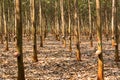 Rubber plantation